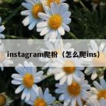 instagram爬粉（怎么爬ins）